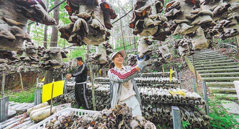 发展产业调研】林下生金不朽情缘平台【高质量(图3)